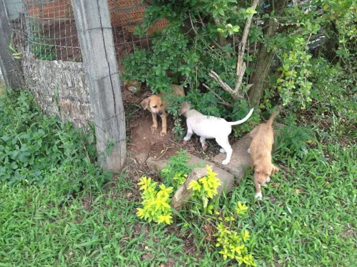 Cachorro ra a vira lata idade Abaixo de 2 meses nome sem nome