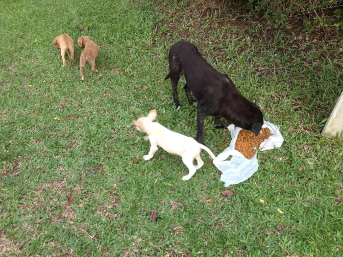 Cachorro ra a vira lata idade Abaixo de 2 meses nome sem nome