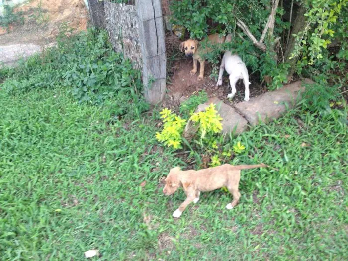 Cachorro ra a vira lata idade Abaixo de 2 meses nome sem nome