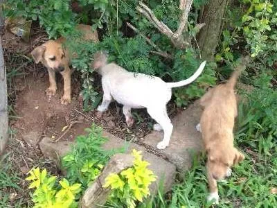 Cachorro ra a vira lata idade Abaixo de 2 meses nome sem nome