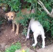 Cachorro ra a vira lata idade Abaixo de 2 meses nome sem nome