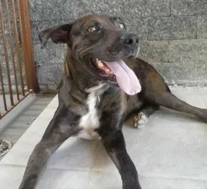 Cachorro raça SRD idade 2 anos nome Thor