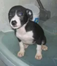 Pretinha