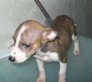 Cachorro raça vira lata idade 2 a 6 meses nome Princesa