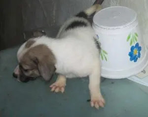 Cachorro raça vira lata idade 2 a 6 meses nome Fred