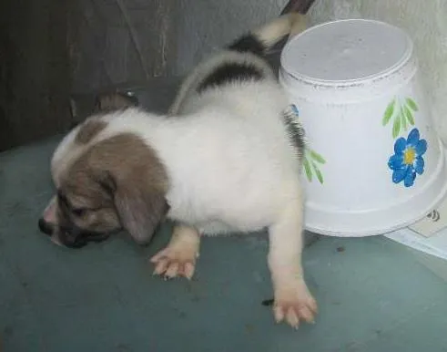 Cachorro ra a vira lata idade 2 a 6 meses nome Fred