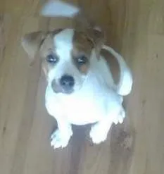 Cachorro ra a Beagle idade 2 a 6 meses nome Bolota
