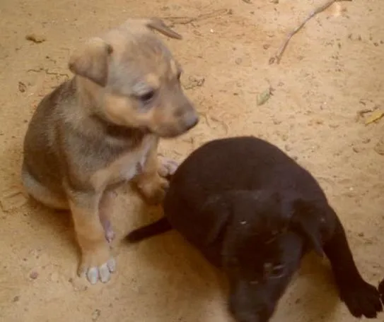 Cachorro ra a PASTOR ALEMAO idade Abaixo de 2 meses nome FILHOTES