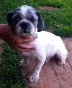 Cachorro raça Shitzu idade  nome Arthur