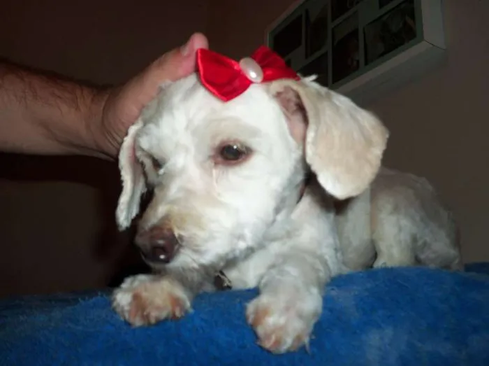 Cachorro ra a poodle idade 2 anos nome não sei