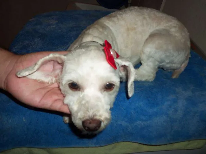 Cachorro ra a poodle idade 2 anos nome não sei