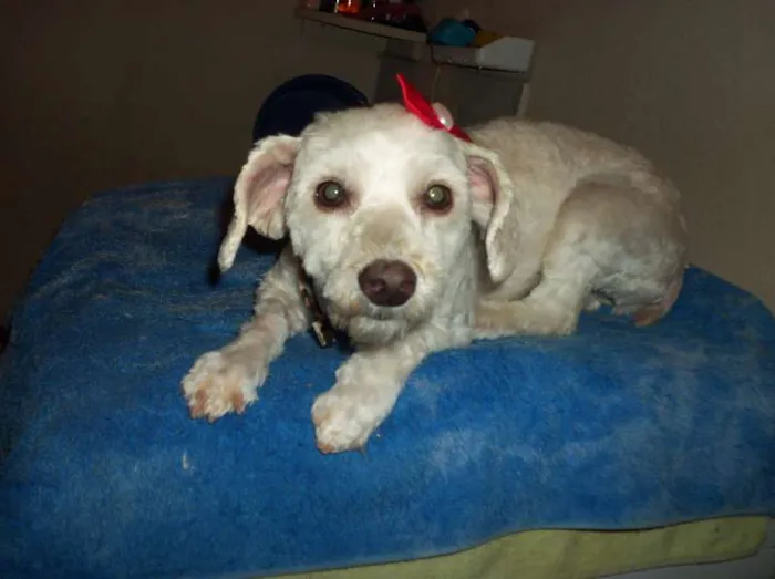 Cachorro ra a poodle idade 2 anos nome não sei