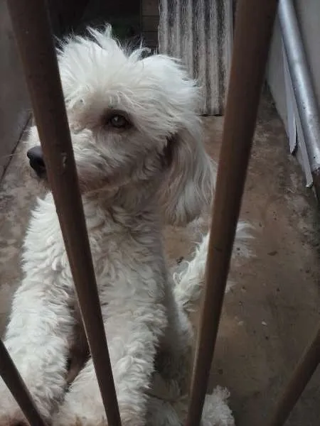 Cachorro ra a Poodle idade 2 anos nome MEL