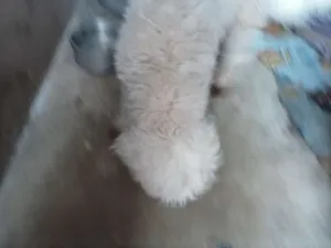 Cachorro raça Poodle idade 2 anos nome MEL
