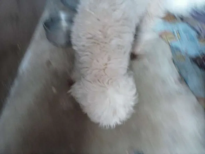 Cachorro ra a Poodle idade 2 anos nome MEL