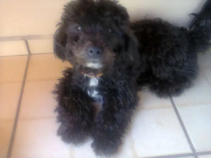 Cachorro raça Poodle idade 7 a 11 meses nome pelé