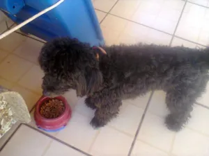 Cachorro raça Poodle idade 7 a 11 meses nome pelé