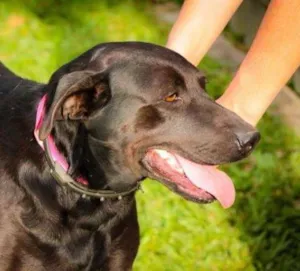 Cachorro raça MIX DE LABRADOR idade 1 ano nome MARRIE