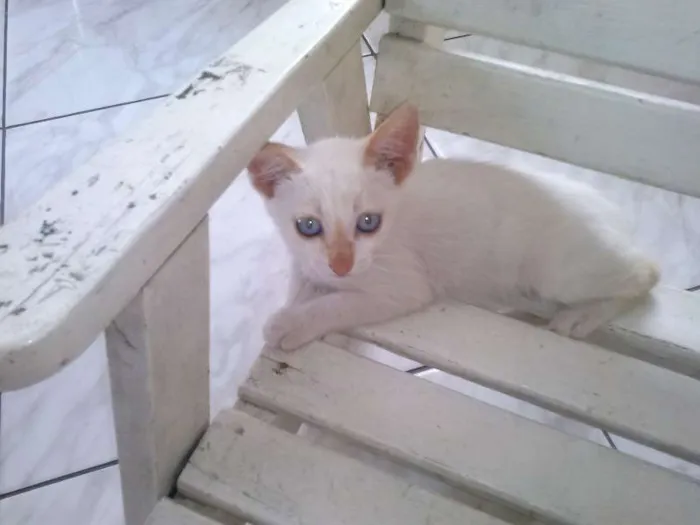 Gato ra a  idade 2 a 6 meses nome Branquinhos
