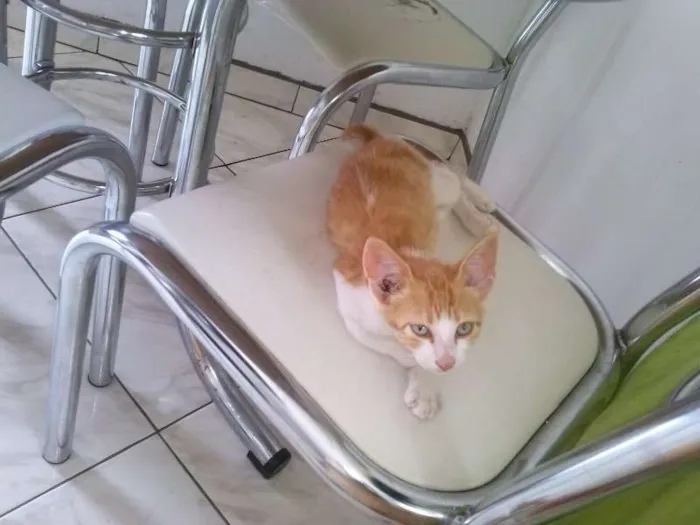 Gato ra a  idade 2 a 6 meses nome Branquinhos