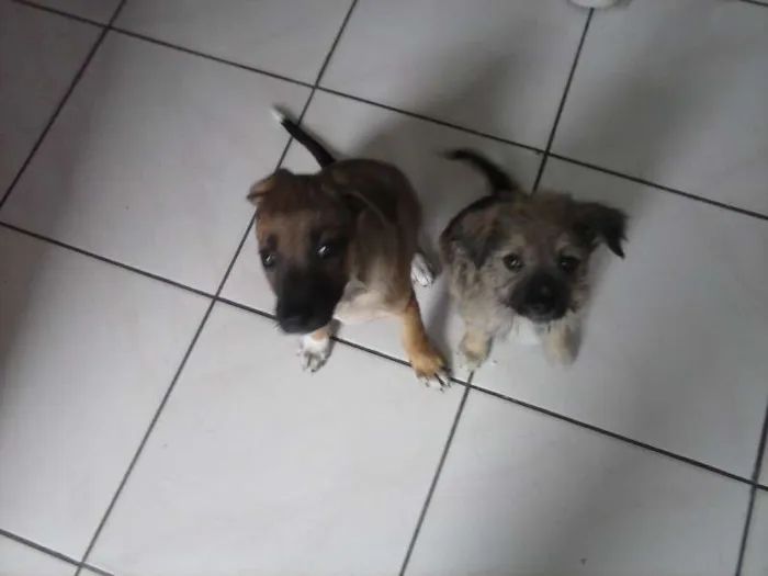 Cachorro ra a misturada idade Abaixo de 2 meses nome filhotes