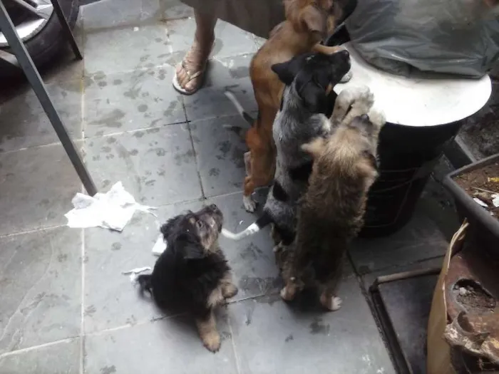 Cachorro ra a misturada idade Abaixo de 2 meses nome filhotes