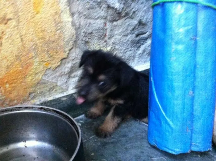 Cachorro ra a misturada idade Abaixo de 2 meses nome filhotes