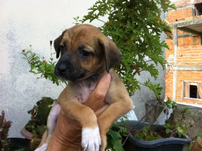 Cachorro ra a misturada idade Abaixo de 2 meses nome filhotes