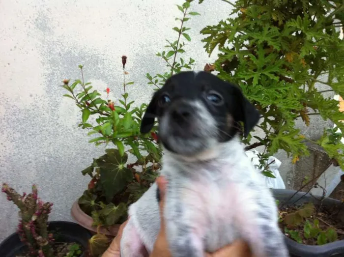 Cachorro ra a misturada idade Abaixo de 2 meses nome filhotes