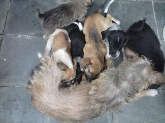 Cachorro ra a misturada idade Abaixo de 2 meses nome filhotes