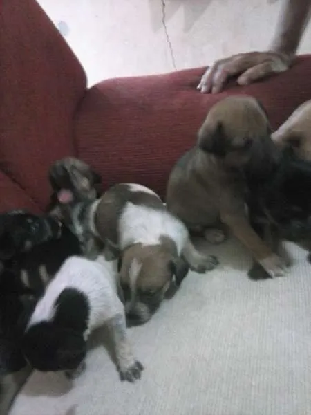 Cachorro ra a misturada idade Abaixo de 2 meses nome filhotes