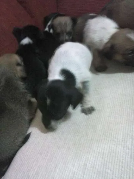 Cachorro ra a misturada idade Abaixo de 2 meses nome filhotes