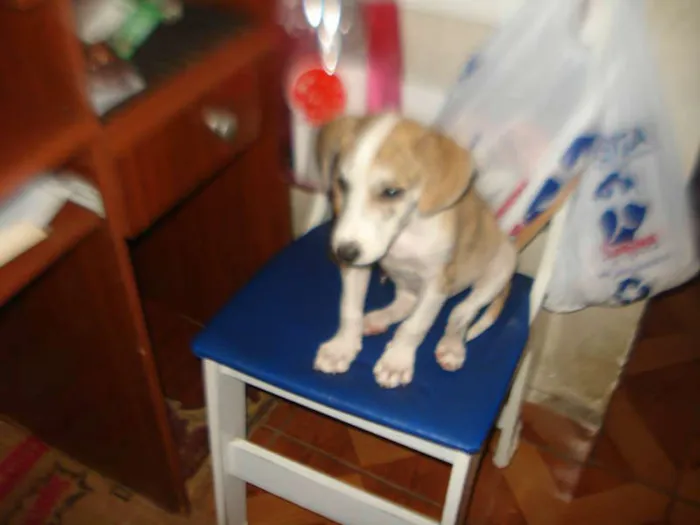 Cachorro ra a SRD idade 2 a 6 meses nome ZONA NORTE