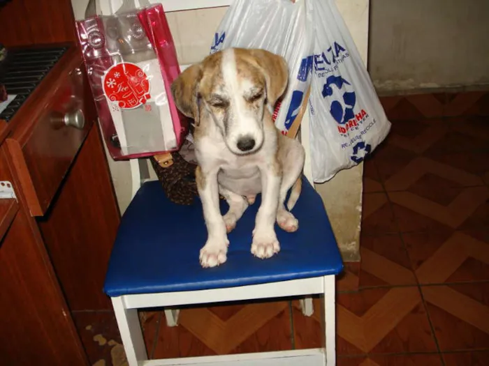 Cachorro ra a SRD idade 2 a 6 meses nome ZONA NORTE
