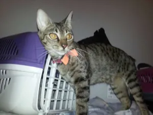 Gato raça SRD idade 1 ano nome Morena