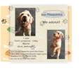 Pitoquinho