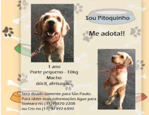 Cachorro raça SRD idade 1 ano nome Pitoquinho