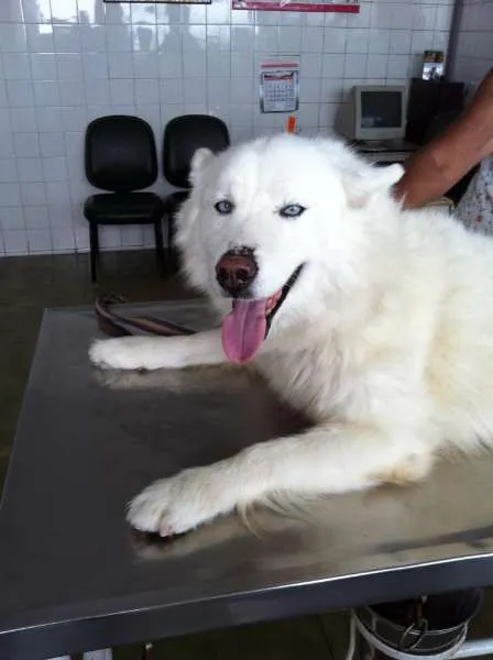 Cachorro ra a Husky Siberiano idade 5 anos nome Kiara