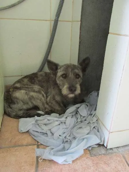 Cachorro raça SRD idade 1 ano nome PRINCESA