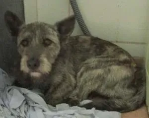 Cachorro raça SRD idade 1 ano nome PRINCESA