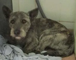 Cachorro raça SRD idade 1 ano nome PRINCESA