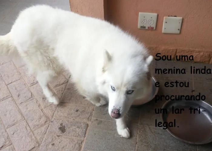 Cachorro ra a Husky Siberiano idade 5 anos nome Kiara