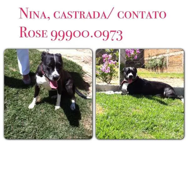 Cachorro ra a Pit-Bull idade 2 anos nome Nina