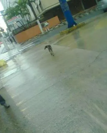 Cachorro ra a SRD idade 7 a 11 meses nome Cid