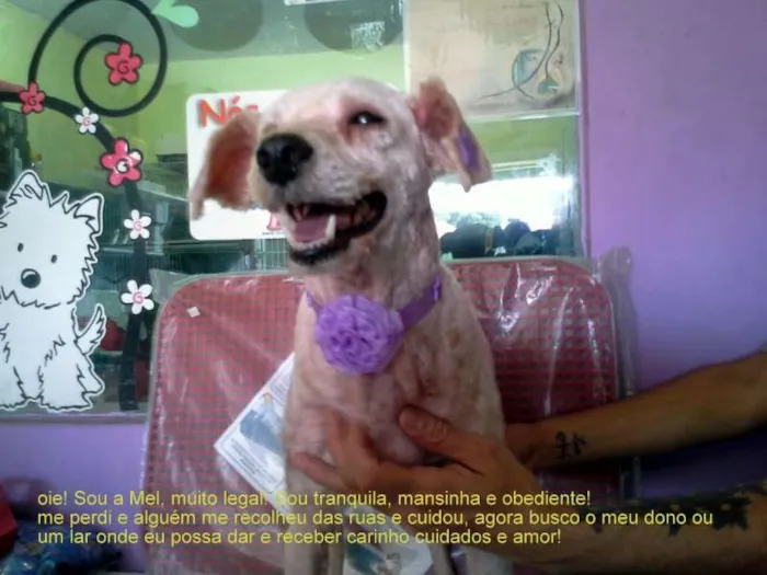 Cachorro ra a poodle idade 5 anos nome mel
