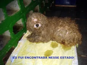 Cachorro raça poodle idade 5 anos nome mel