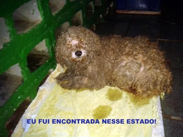 Cachorro ra a poodle idade 5 anos nome mel