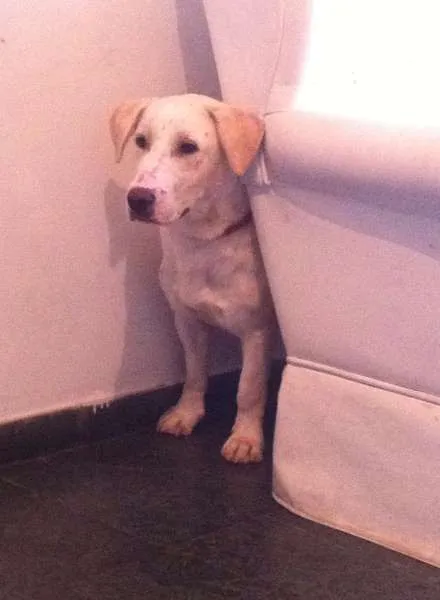 Cachorro ra a SRD idade 2 anos nome Bacana