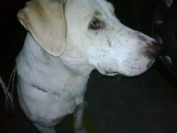 Cachorro ra a SRD idade 2 anos nome Bacana