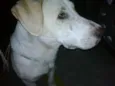 Bacana